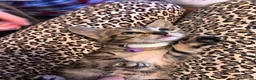 Mixed Breed cats for sale: Adorable kittens for sale  - Advert 31