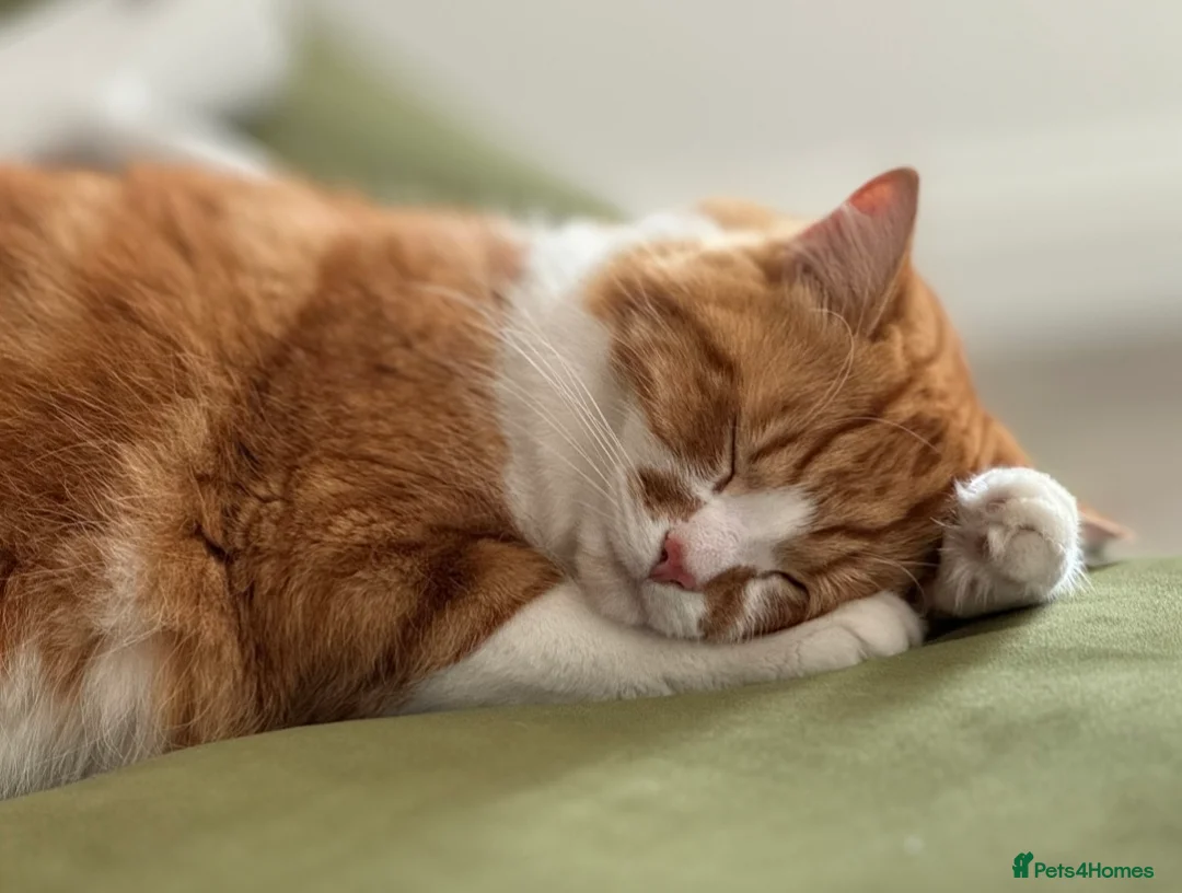 Mixed Breed cats for sale: Ember - heartbreaking rehome - Advert 6