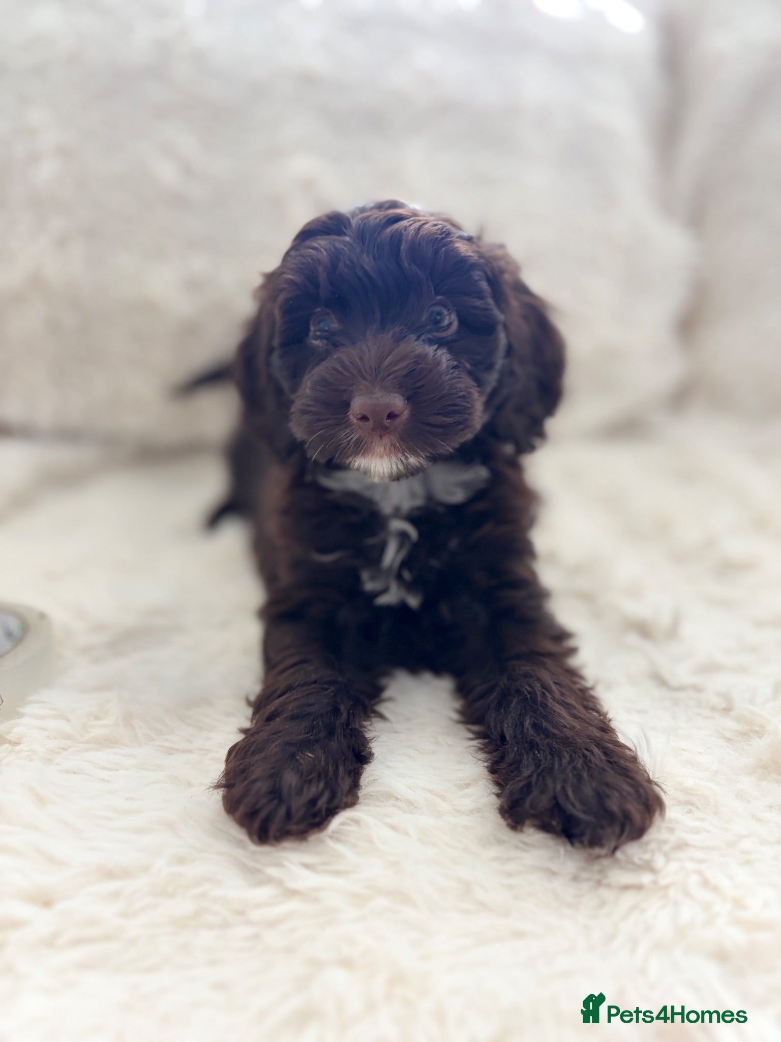 Cockapoo dogs Beautiful Cockapoo Puppies Available 3 left  - Advert 11