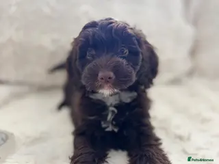 Cockapoo dogs Beautiful Cockapoo Puppies Available 3 left - Advert 11