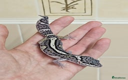 Leopard Gecko reptiles for sale: 1 LEFT Blacknight linage macksnows leopard geckos  - Image 6