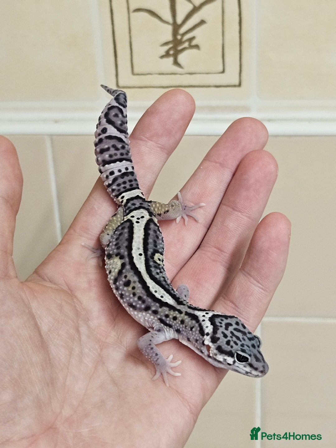 Leopard Gecko reptiles for sale: 1 LEFT Blacknight linage macksnows leopard geckos  - Image 6