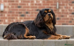 Cavalier King Charles Spaniel dogs for sale: Donna Jays old school type cavalier King Charles  - Image 6