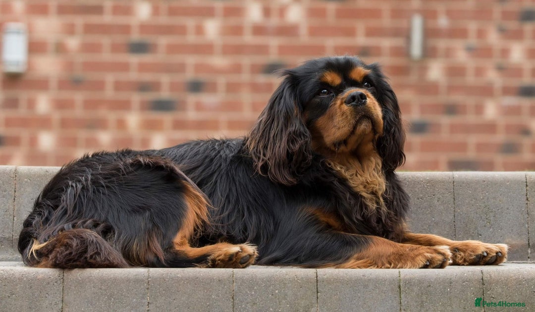 Cavalier King Charles Spaniel dogs for sale: Donna Jays old school type cavalier King Charles  - Image 6