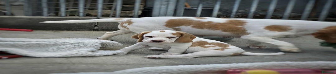 Beagle Puppy 4