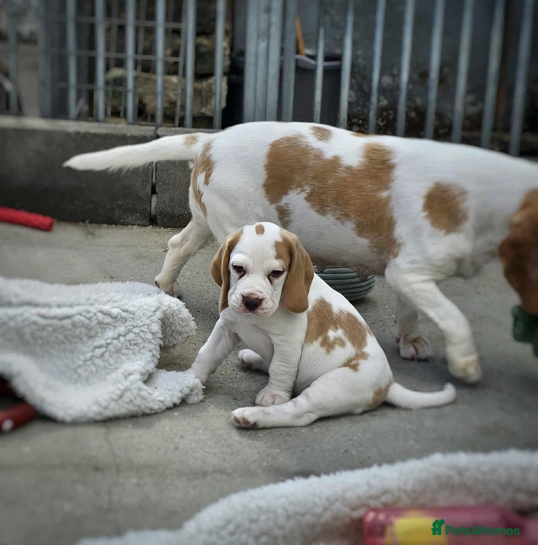 Beagle dogs for sale: Stunning KC Reg Beagle Pups - Ready Now - Image 30