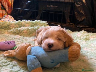 Chinese Crested dogs TRULY TRULY SCRUMPTIOUS apricot powder puff GIRL - Advert 2