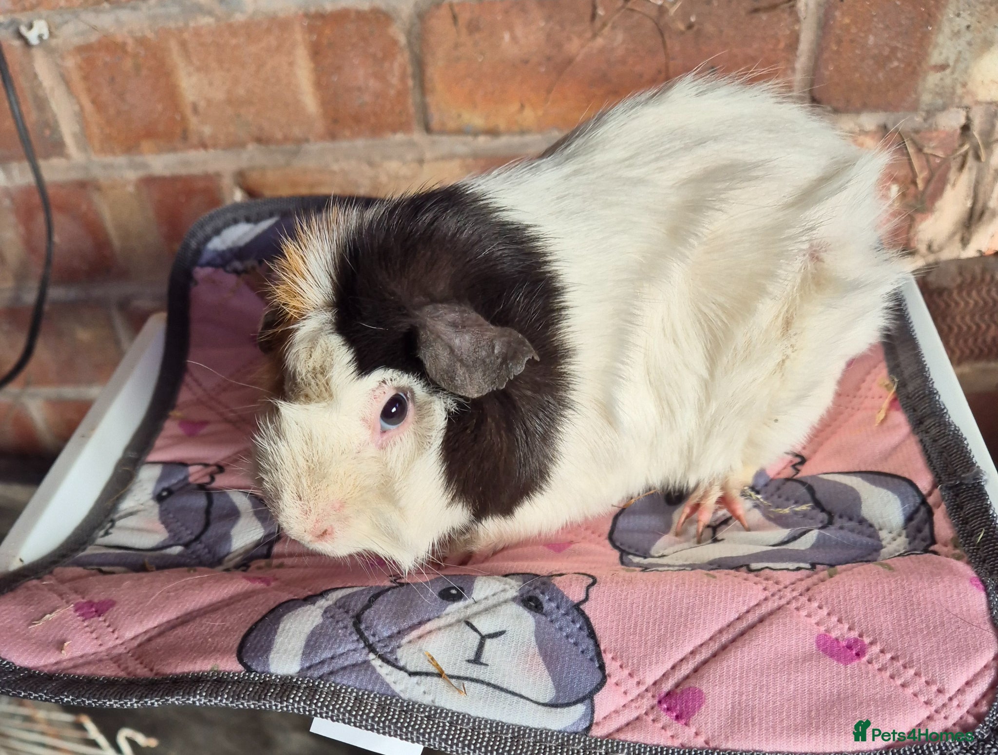 Guinea Pig rodents Funky Guinea Pig Boar - Advert 1