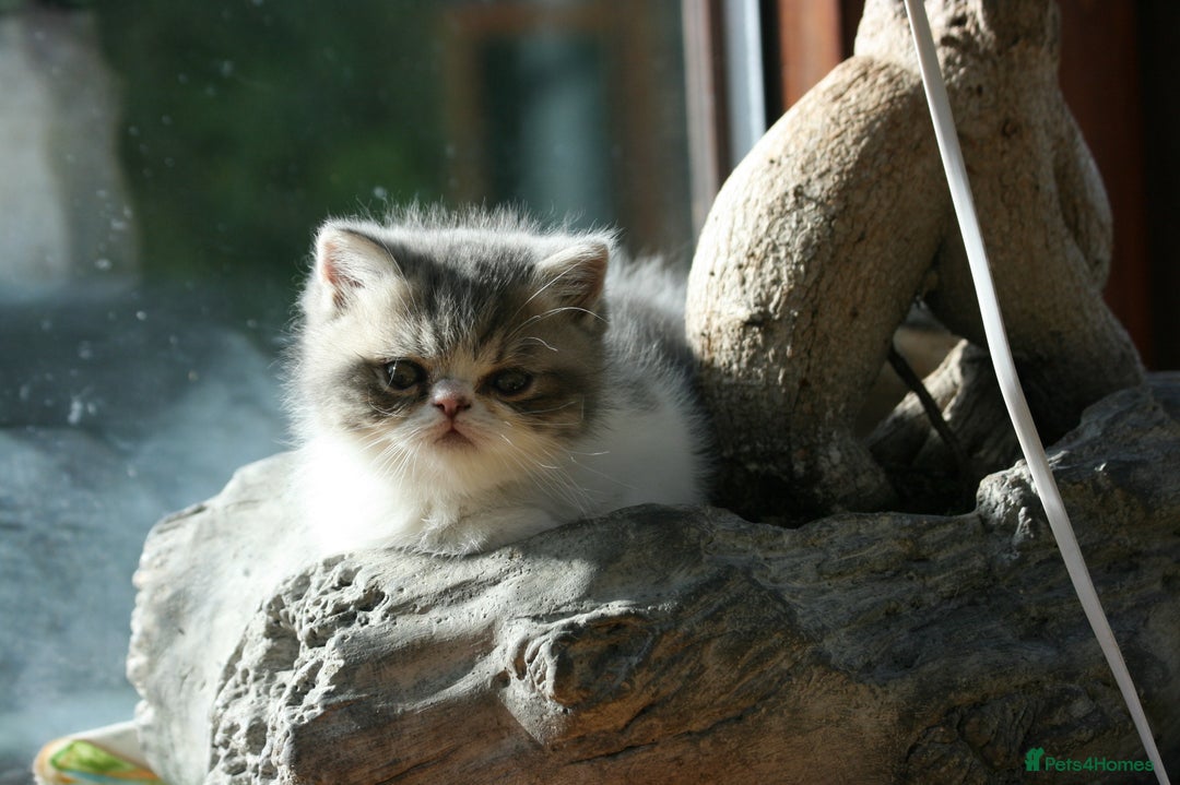 Exotic cats for sale: Beautiful Exotic Pedigree Kittens - Image 17