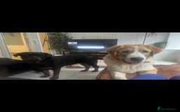 Mixed Breed dogs for sale: Central Aisian Shepard x Rottweiler - Image 10