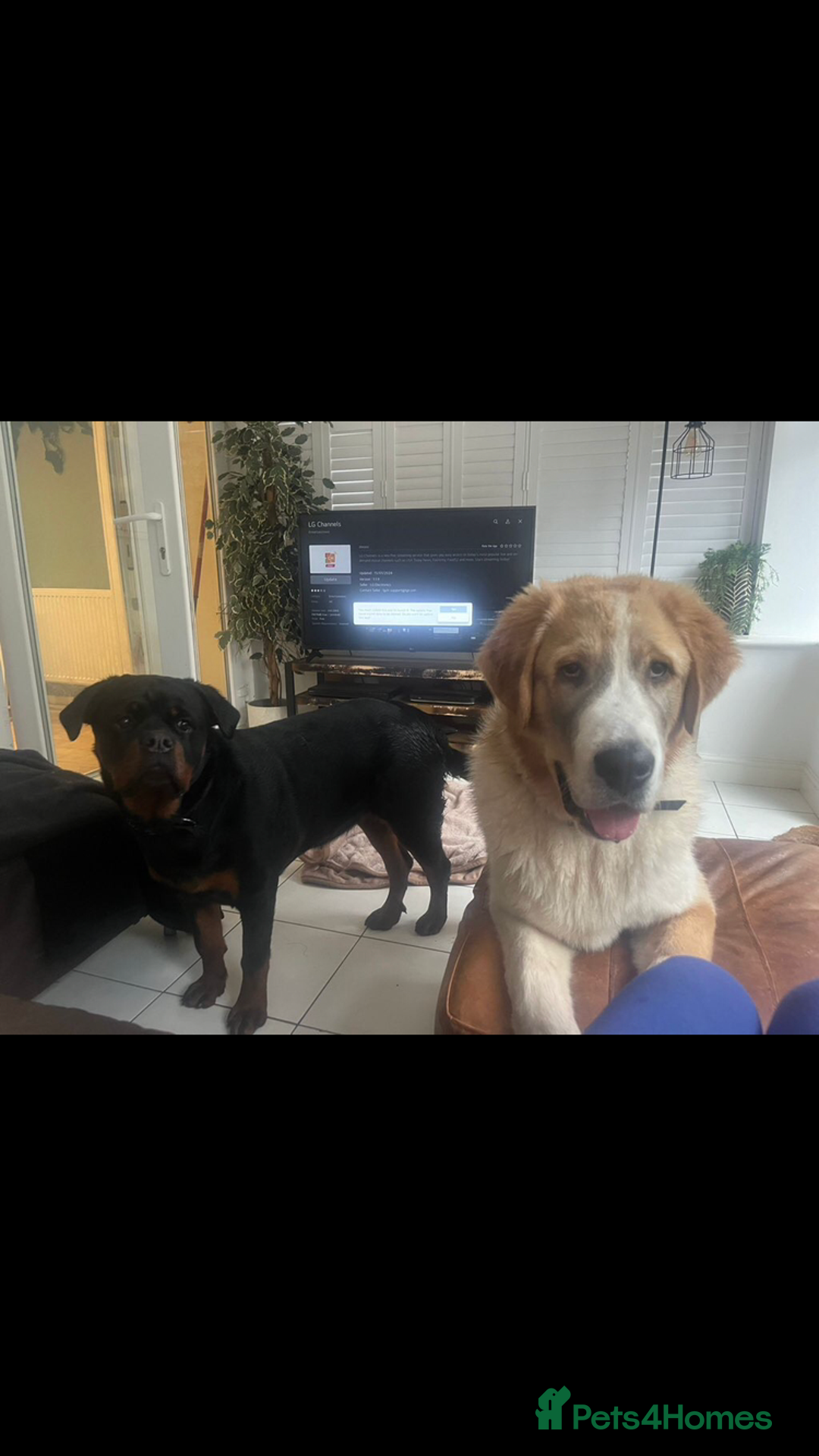 Mixed Breed dogs for sale: Central Aisian Shepard x Rottweiler - Image 10