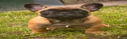 French Bulldog dogs for sale: Champion sired health tested standard line French  in Doncaster - Advert 4