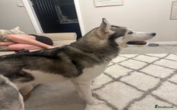 Siberian Husky dogs for sale: 6 year old Siberian Husky - Image 2