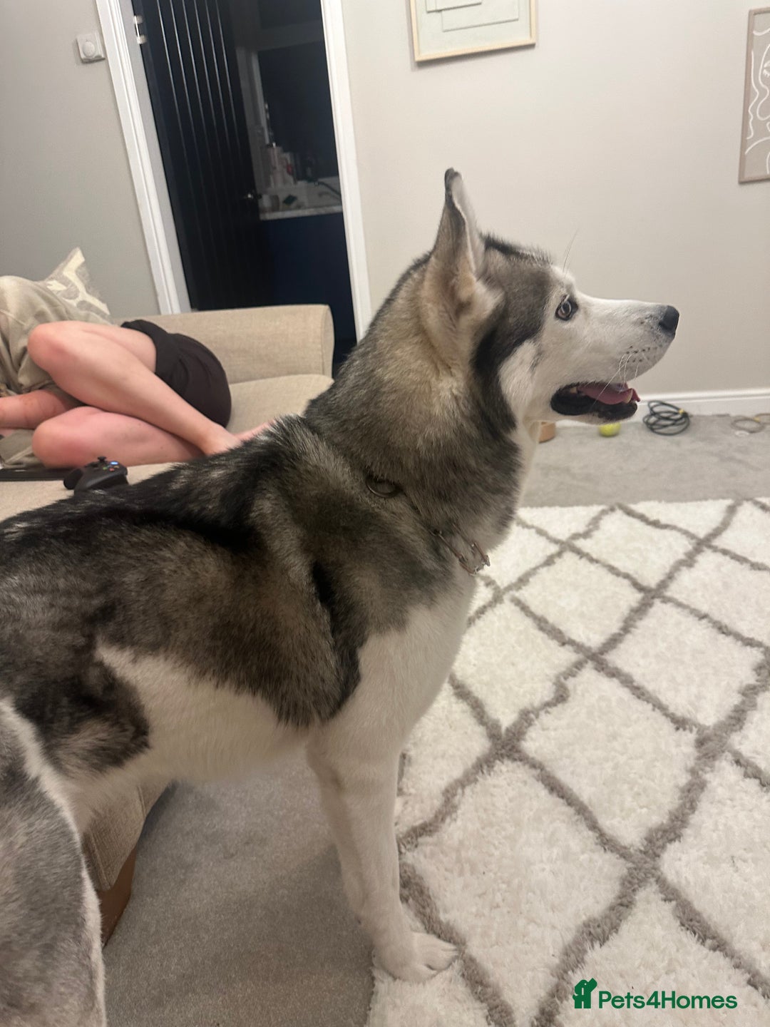 Siberian Husky dogs for sale: 6 year old Siberian Husky - Image 2