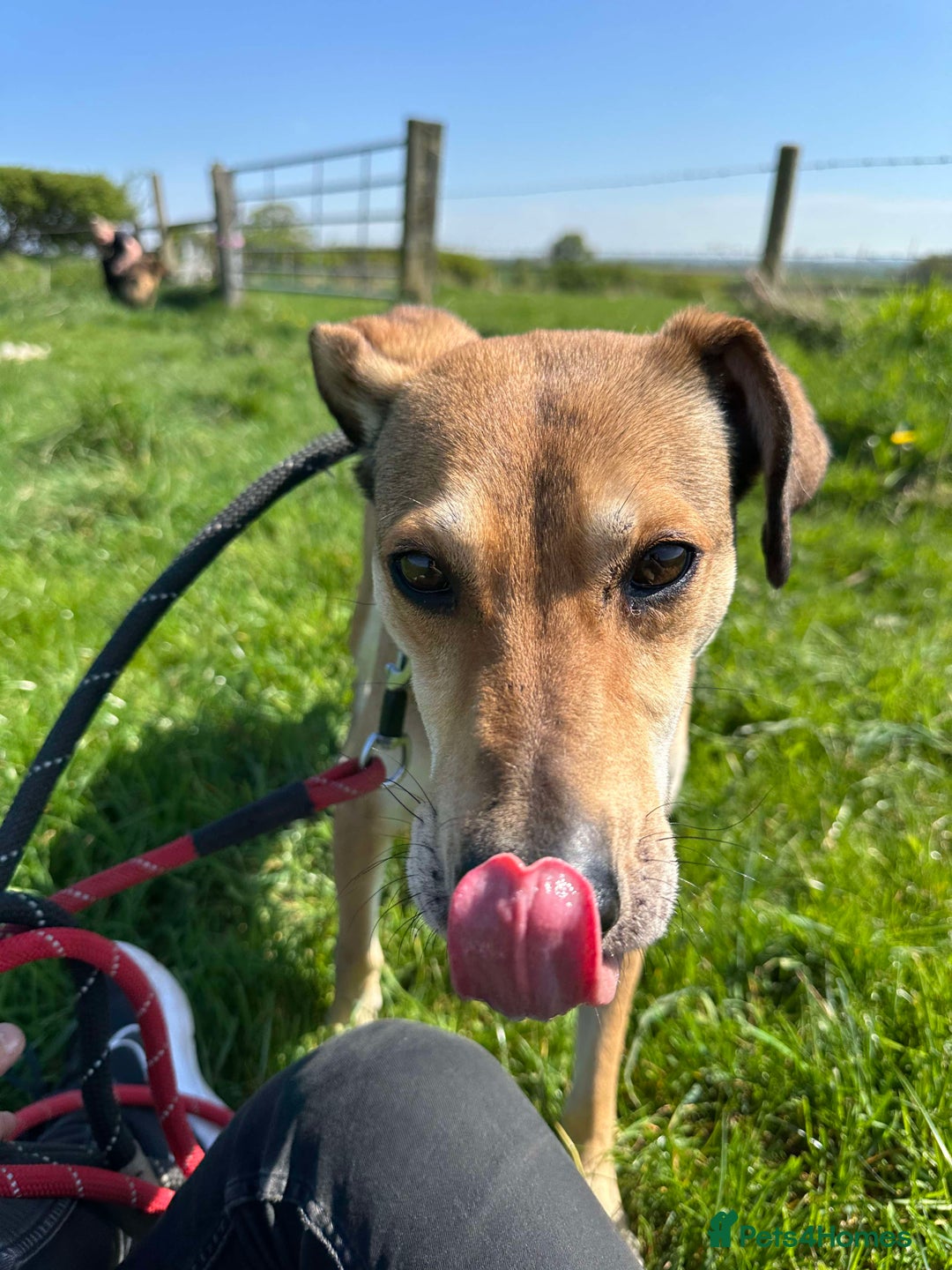 Mixed Breed dogs for adoption: Meet Barney, currently residing in Cheshire  in Nantwich - Image 18