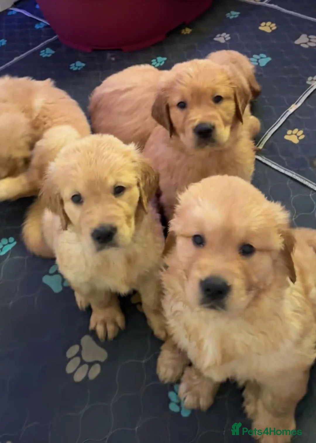 Mixed Breed dogs for sale: 🌟 Golden Retriever x Shar Pei Puppies 🌟 - Advert 1