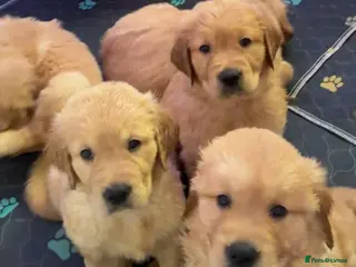 Mixed Breed dogs 🌟 Golden Retriever x Shar Pei Puppies 🌟 - Advert 8