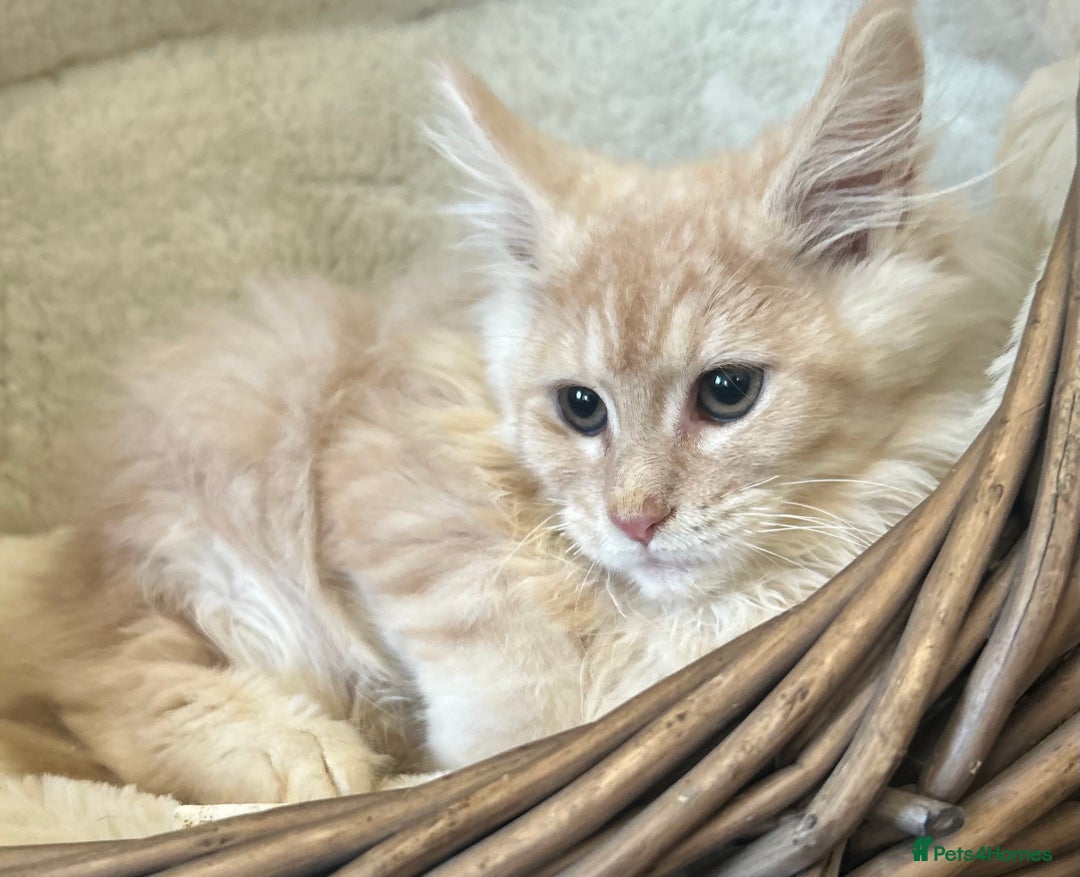 Maine Coon cats for sale: Stunning Mainecoon kittens  - Image 12