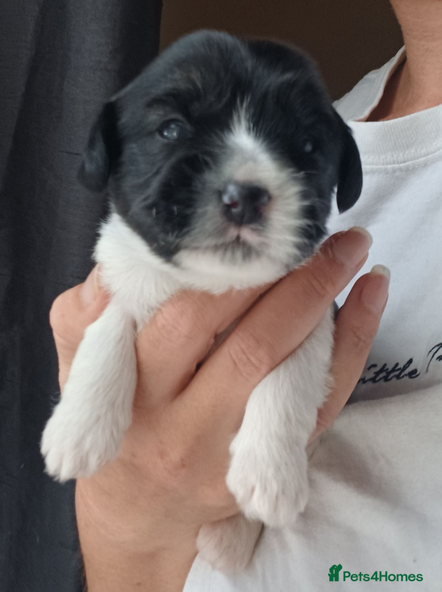 Mixed Breed dogs Puppies for sale male female small breed boy girl  - Advert 18