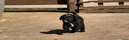 Cavapoo dogs for sale: Last Girl ❤️🐾 Ready to leave! - Advert 24