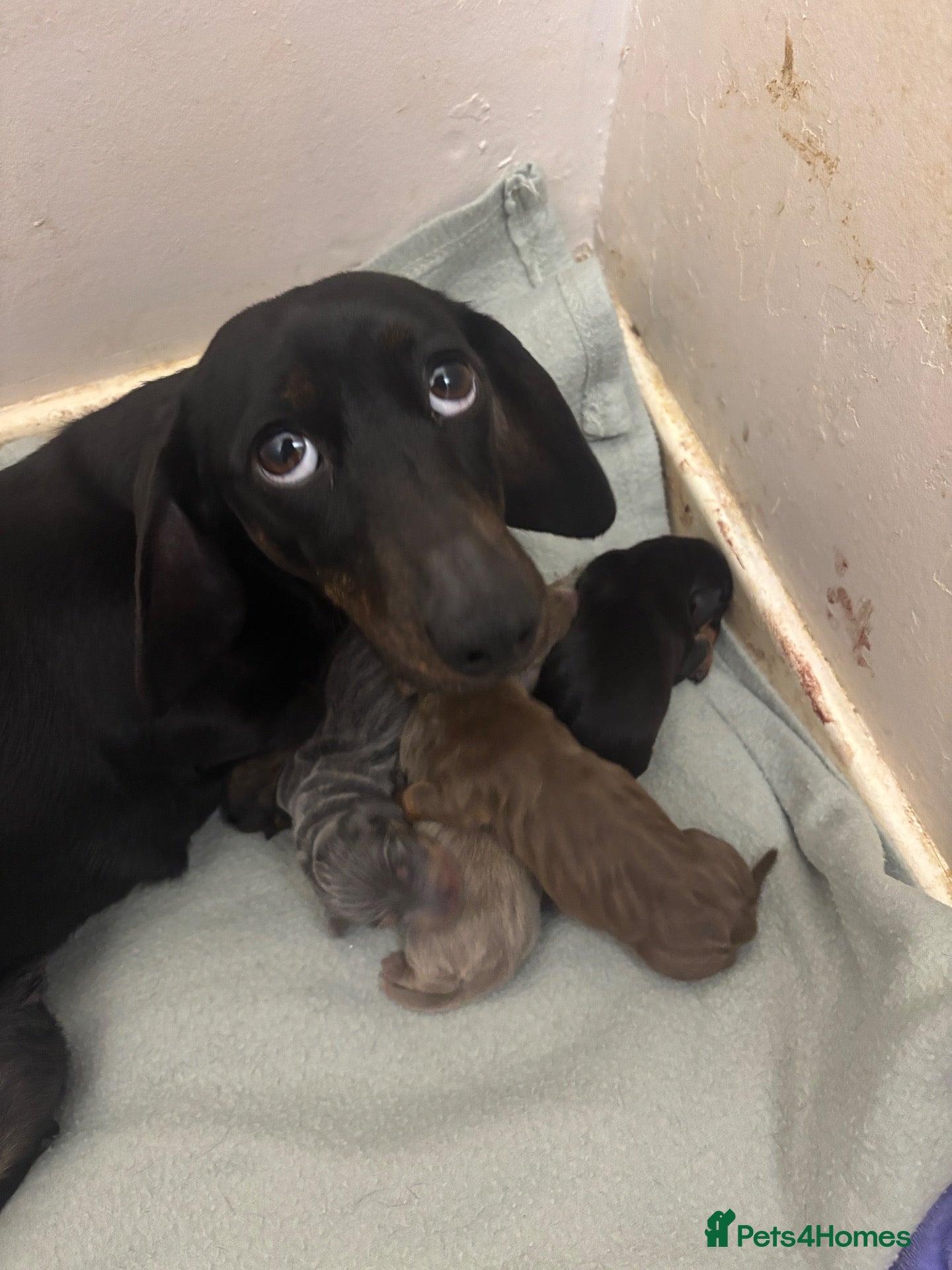 Dachshund dogs Mini dachshund boys available  - Advert 12