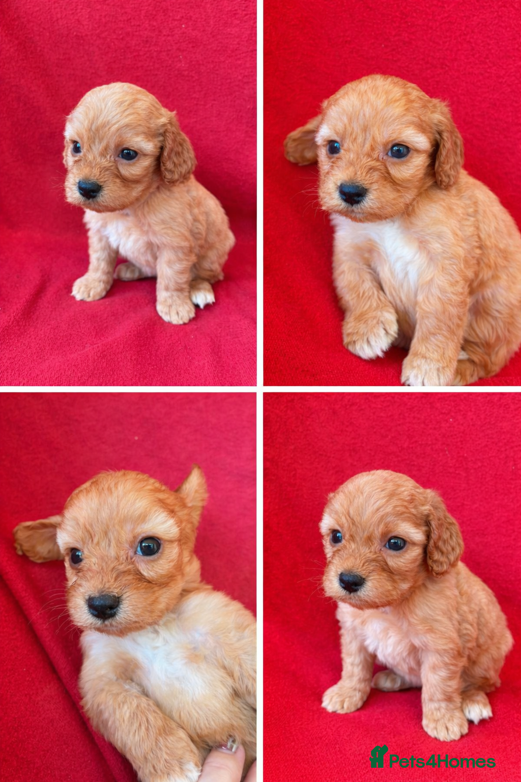 Cockapoo dogs F1 Cockapoo puppies  - Advert 4