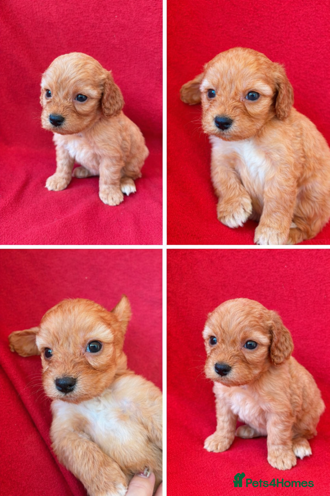 Cockapoo dogs for sale: F1 Cockapoo puppies  - Advert 1