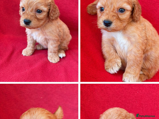 Cockapoo dogs F1 Cockapoo puppies - Advert 6