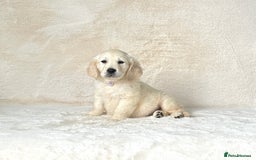 Golden Retriever dogs for sale: Stunning golden retriever puppies for sale  - Image 5
