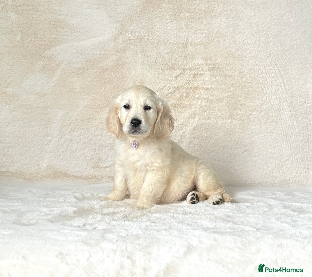 Golden Retriever dogs for sale: Stunning golden retriever puppies for sale  - Image 5