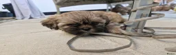 Shih Tzu dogs for sale: Shih-tzu puppy's for sale  - Advert 32