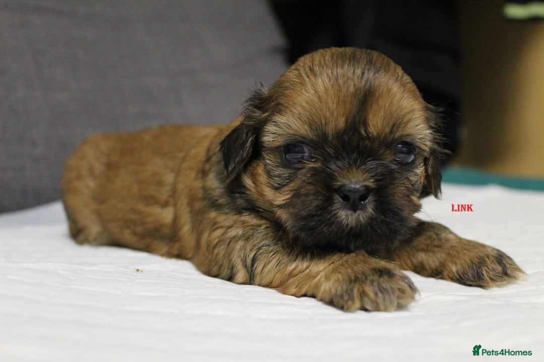 Shih Tzu dogs for sale: LOVELY SHIH TZU PUPPIES  - Image 17