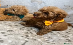 Miniature Poodle dogs for sale: 🐶 Miniature Poodle Puppies! 🐾 - Image 3