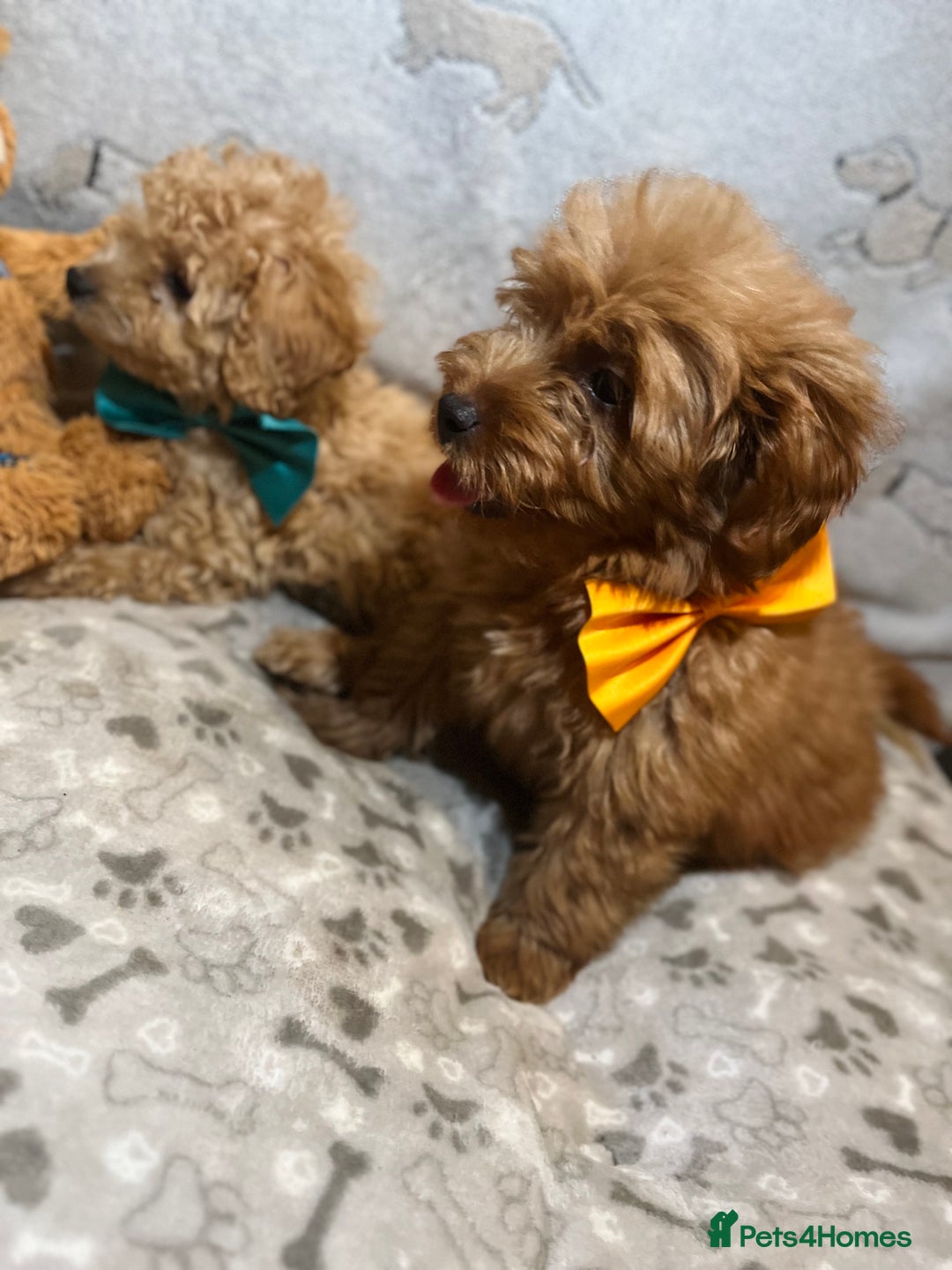 Miniature Poodle dogs for sale: 🐶 Miniature Poodle Puppies! 🐾 - Image 3