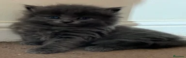American Wirehair 4