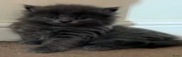 American Wirehair cats for sale: American wirehair/Long hair kittens for sale  - Advert 4