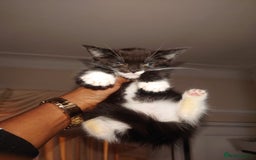 British Shorthair cats for sale: British shorthair mix kittens 4 sale £25 - Image 9