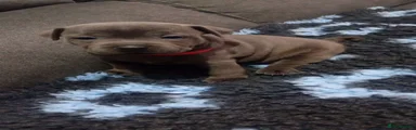 Red collar female