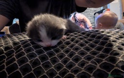 British Shorthair cats for sale: 3 British shorthair kittens  - Image 6