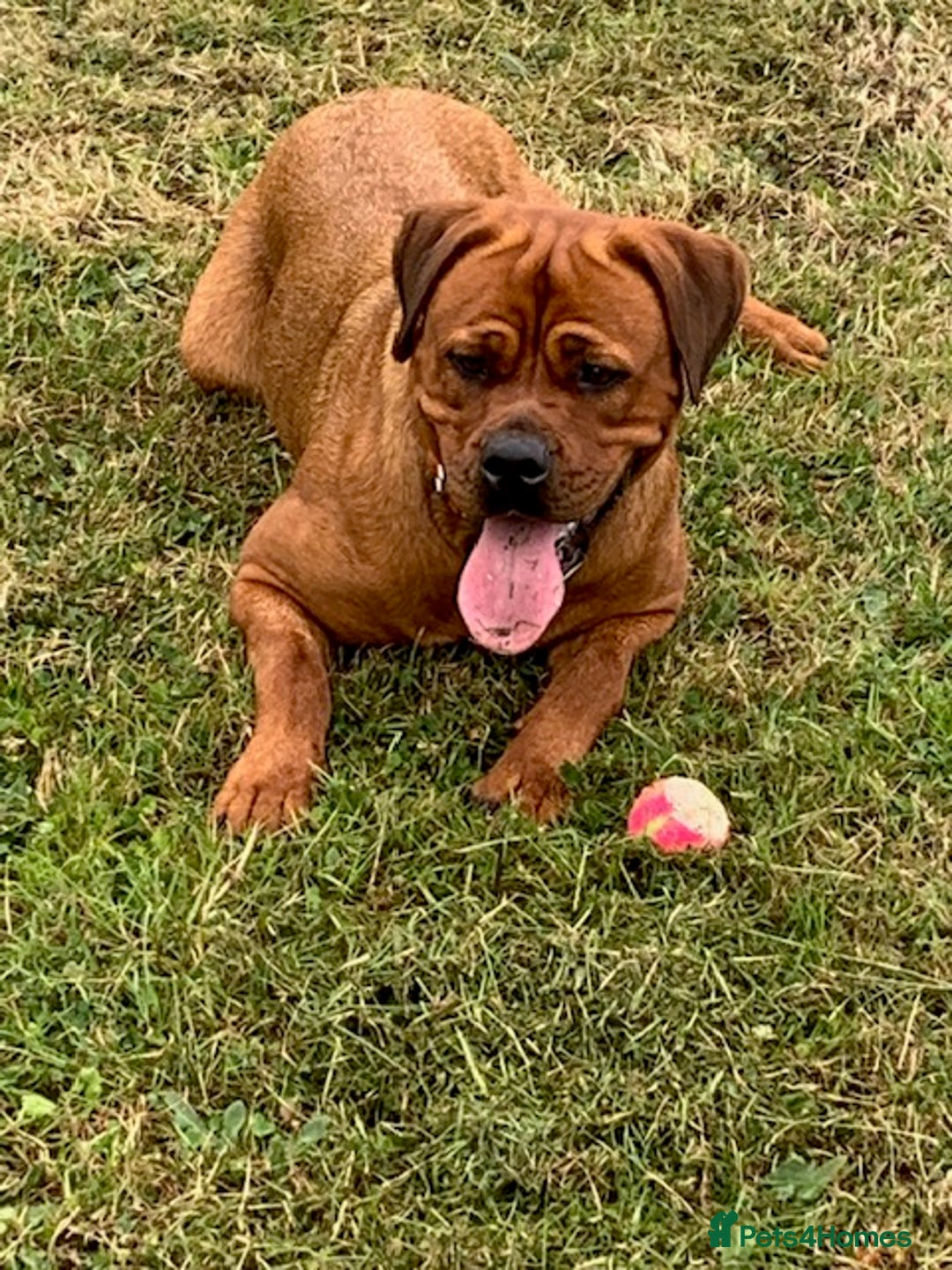 Mixed Breed dogs for sale: Rottweiler - Advert 2