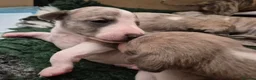 Whippet dogs for sale: Beautiful Whippet puppy's for sale - Advert 9