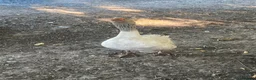 Geese poultry for sale: 5 Embden x Toulouse Geese For Sale - Advert 4