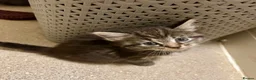 Mixed Breed cats for sale: Gorgeous kittens - Advert 2