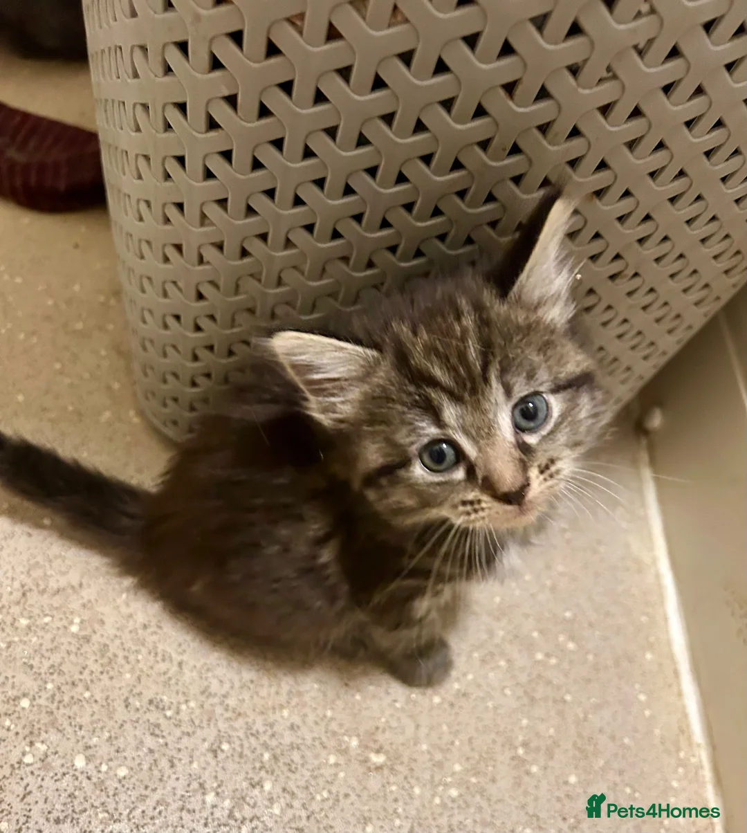 Mixed Breed cats for sale: Gorgeous kittens - Advert 2