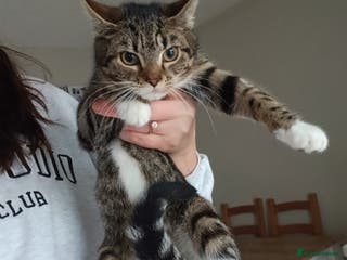 Mixed Breed cats Female kitten - Advert 1