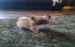 Pomeranian dogs for sale: Xxs Pomeraniums  - Image 30
