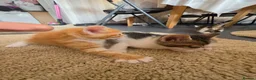 Mixed Breed cats for sale: 4 weeks old kittens in Darlington - Advert 6