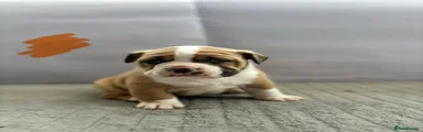 Olde English Bulldogge 4