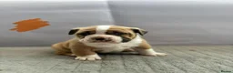 Olde English Bulldogge dogs for sale: olde English bulldog puppies - Advert 8