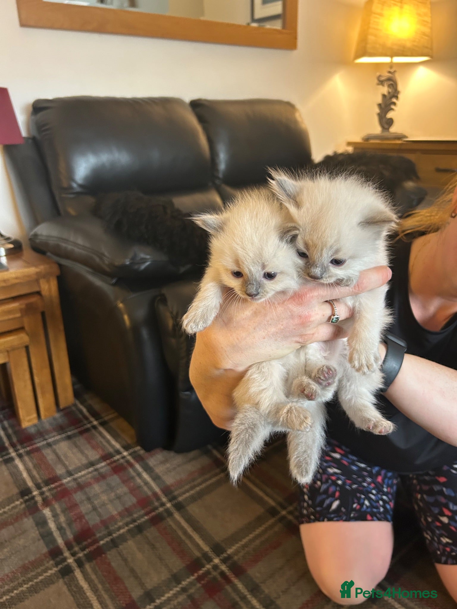 Ragdoll cats Gorgeous ragdoll kittens  - Advert 4